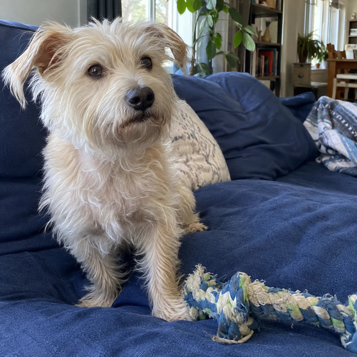 Cream terrier sitting on a blue sofa beside a rope toy